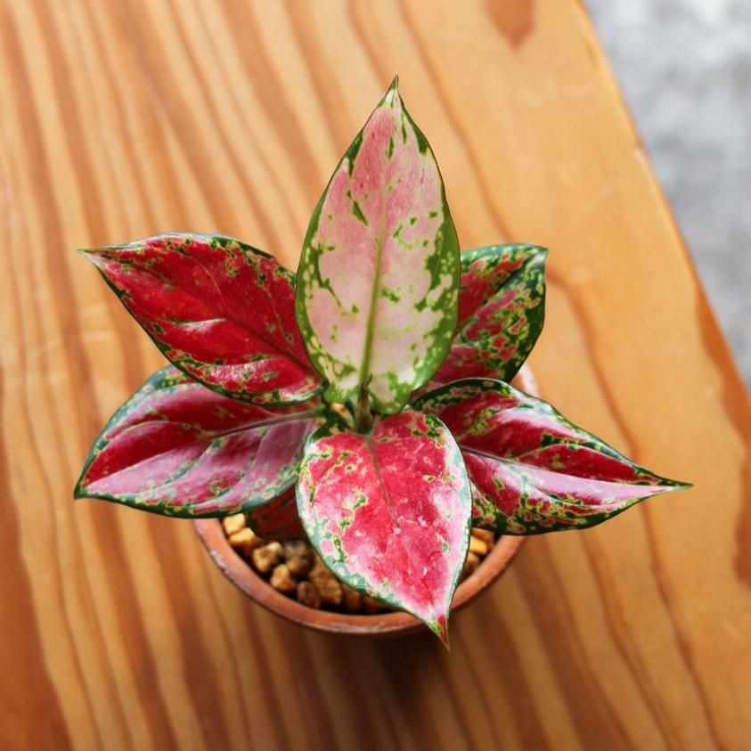 Aglaonema 'Black Maroon'