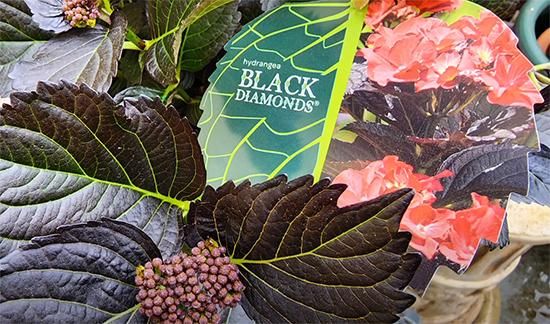 アフターミッドナイト6寸【アジサイ-矢祭園芸さん特集！】 - 市原英次