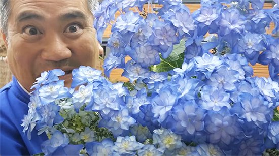 カサノバ!5号【紫陽花-大栄花園さん】 - 市原英次の花ばんざい店