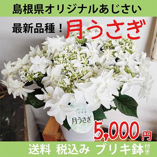 島根県オリジナル アジサイ 月うさぎ(5/9)【5号？底面吸水鉢】 申し訳