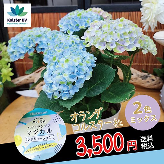 マジカルレボリューション ブルーピンクミックス植え5号 - 市原英次の花ばんざい店