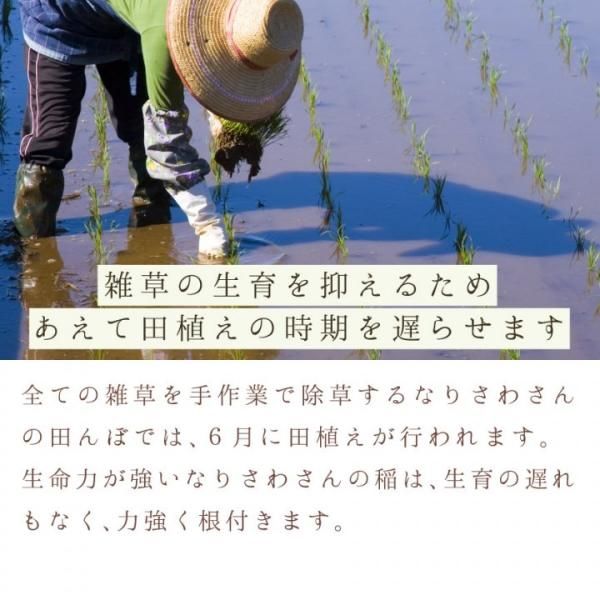 ササニシキ玄米30kg (なり