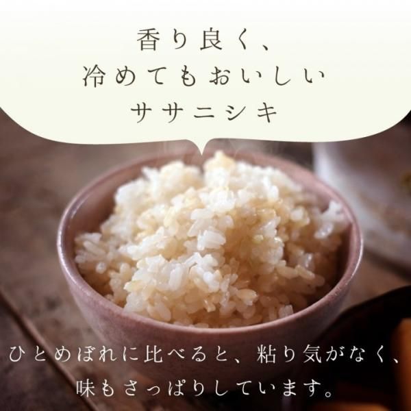 ササニシキ玄米600g(なりさ