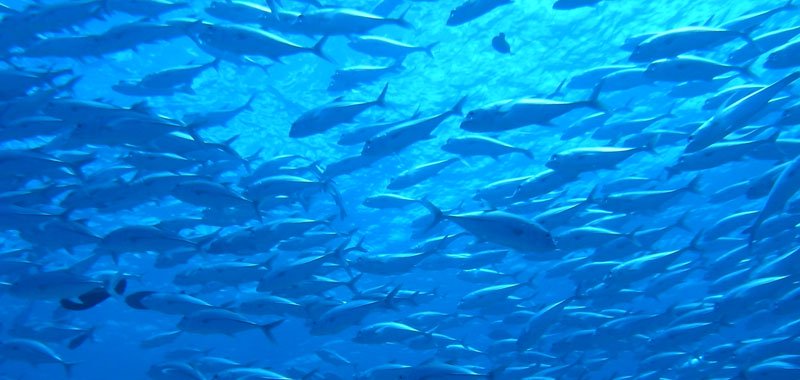 天然海水魚が原料