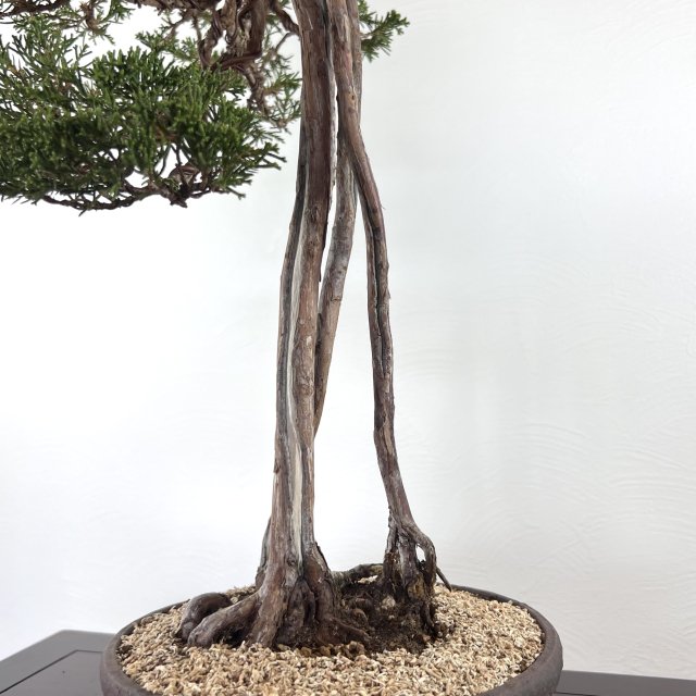 糸魚川真柏 根上がり - 所沢園芸 BONSAI 盆栽の通信販売・オンラインストア