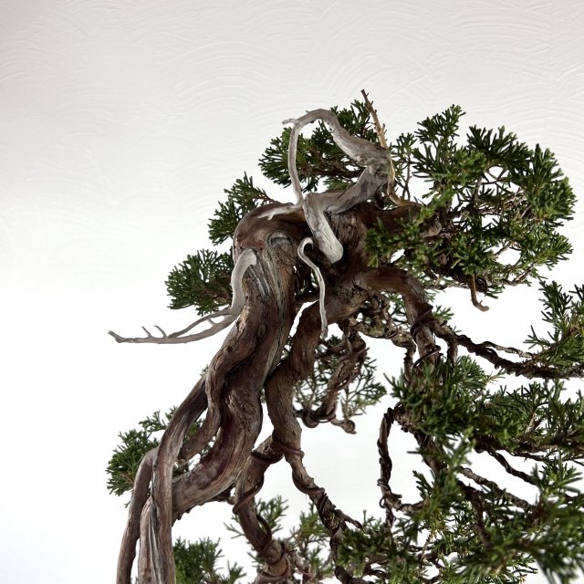 糸魚川真柏 根上がり - 所沢園芸 BONSAI 盆栽の通信販売・オンラインストア