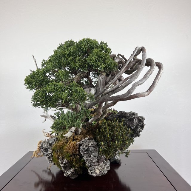 紀州真柏 石付き - 所沢園芸 BONSAI 盆栽の通信販売・オンラインストア