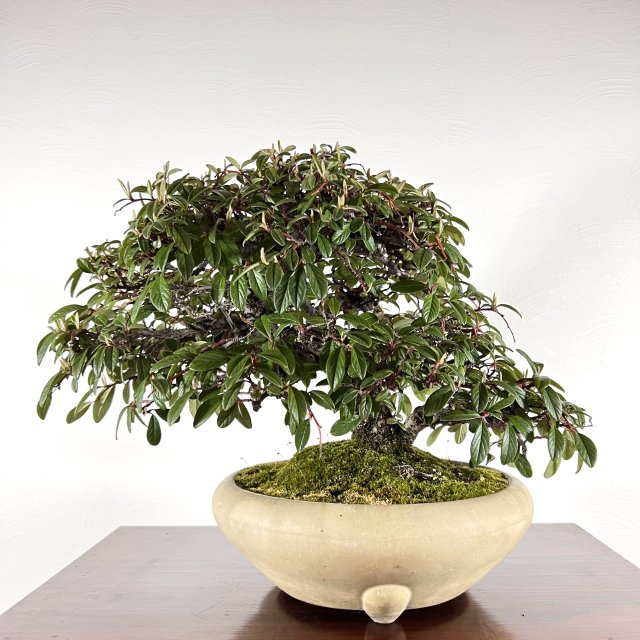 コトネアスター - 所沢園芸 BONSAI 盆栽の通信販売・オンラインストア