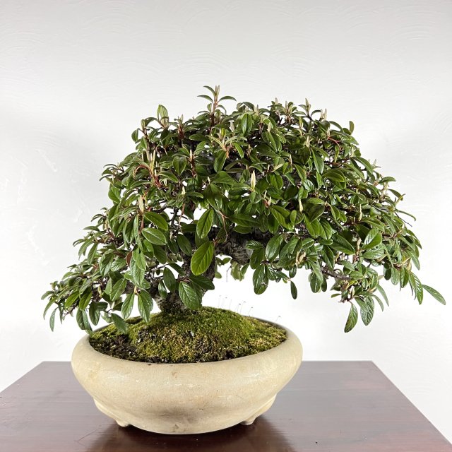 コトネアスター - 所沢園芸 BONSAI 盆栽の通信販売・オンラインストア