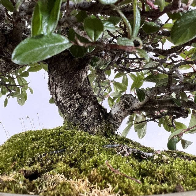 コトネアスター - 所沢園芸 BONSAI 盆栽の通信販売・オンラインストア