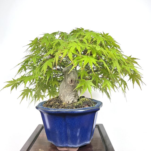 山もみじ 貴風サイズ - 所沢園芸 BONSAI 盆栽の通信販売・オンラインストア