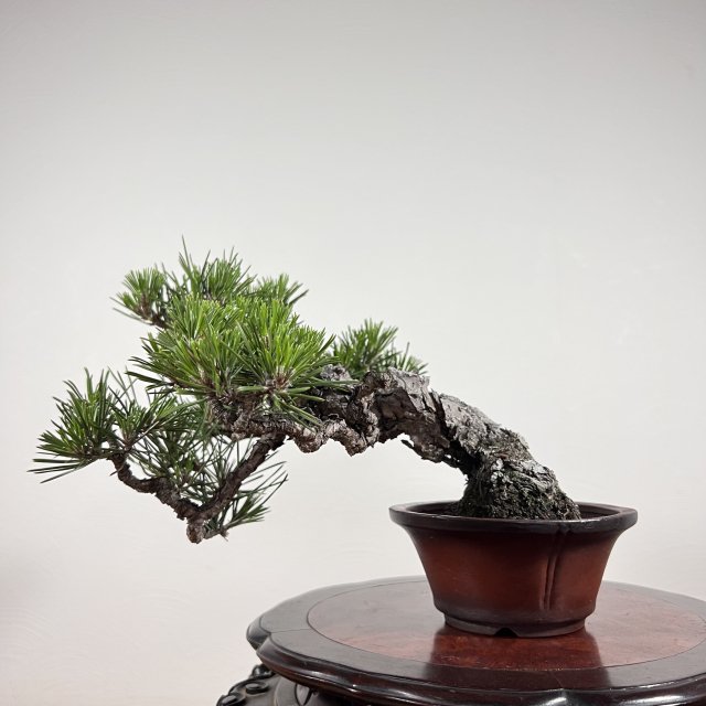 黒松 小品 - 所沢園芸 BONSAI 盆栽の通信販売・オンラインストア