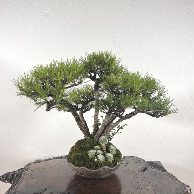 赤松 寄せ植え - 所沢園芸 BONSAI 盆栽の通信販売・オンラインストア