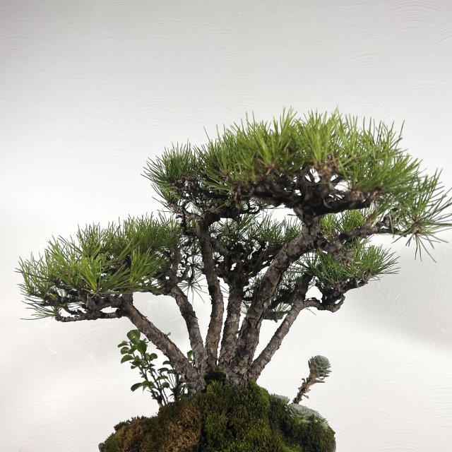 赤松 寄せ植え - 所沢園芸 BONSAI 盆栽の通信販売・オンラインストア