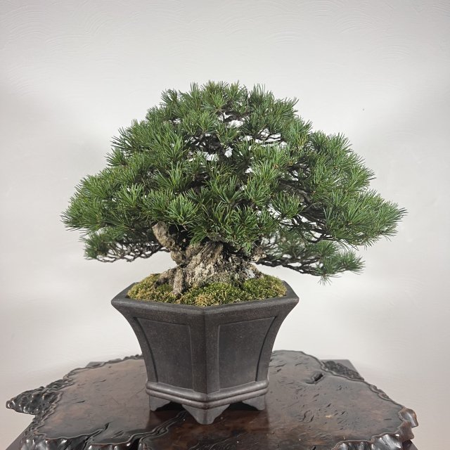 五葉松　九重　本格中品 - 所沢園芸 BONSAI 盆栽の通信販売・オンラインストア