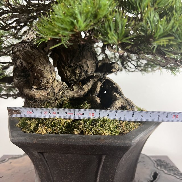 五葉松 九重 本格中品 - 所沢園芸 BONSAI 盆栽の通信販売・オンラインストア