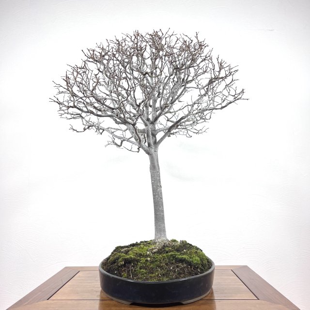 ケヤキ 中品 - 所沢園芸 BONSAI 盆栽の通信販売・オンラインストア