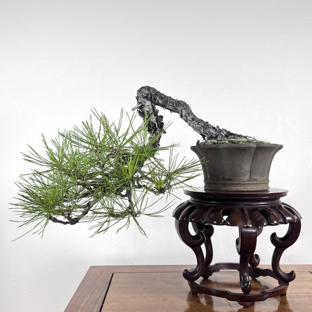 赤松 懸崖 - 所沢園芸 BONSAI 盆栽の通信販売・オンラインストア