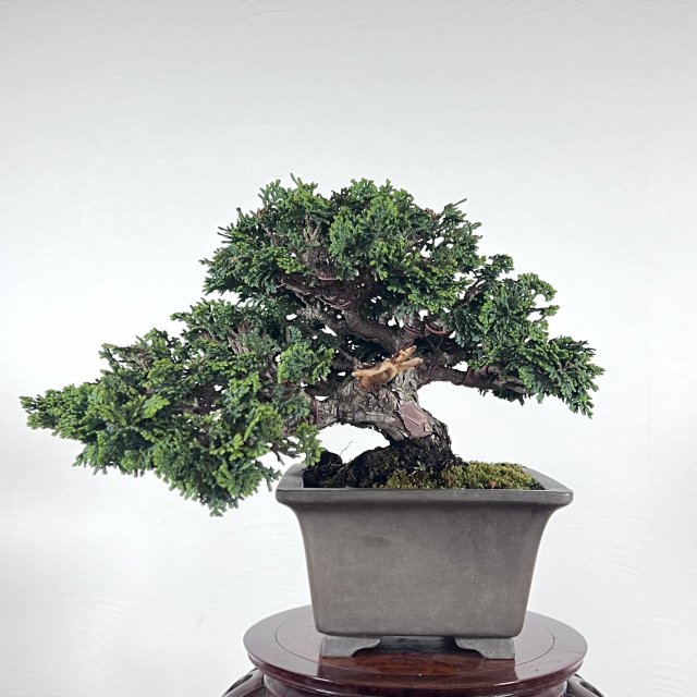 松柏 - 所沢園芸 BONSAI 盆栽の通信販売・オンラインストア