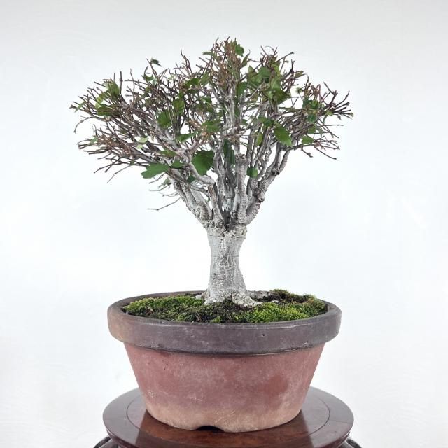 ケヤキ 小品 - 所沢園芸 BONSAI 盆栽の通信販売・オンラインストア