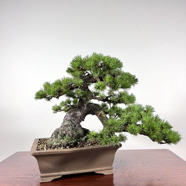 八房五葉松「光」 - 所沢園芸 BONSAI 盆栽の通信販売・オンラインストア