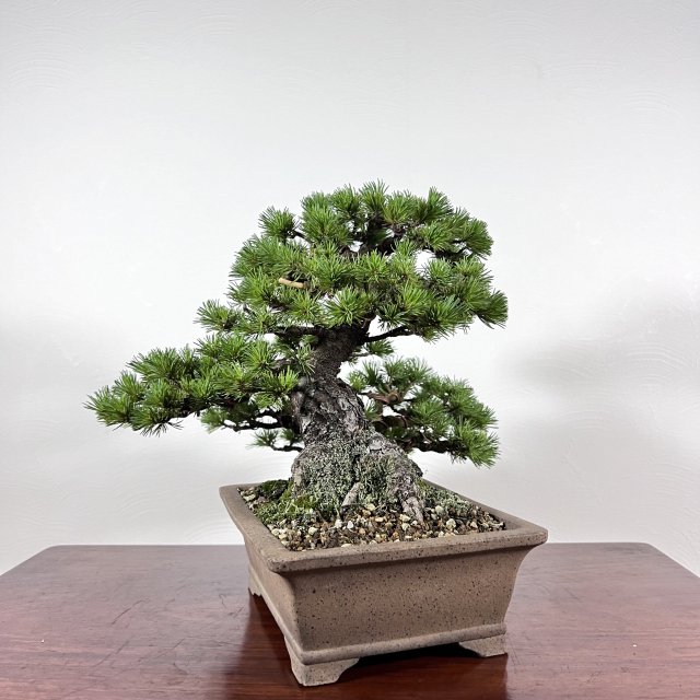 八房五葉松「光」 - 所沢園芸 BONSAI 盆栽の通信販売・オンラインストア