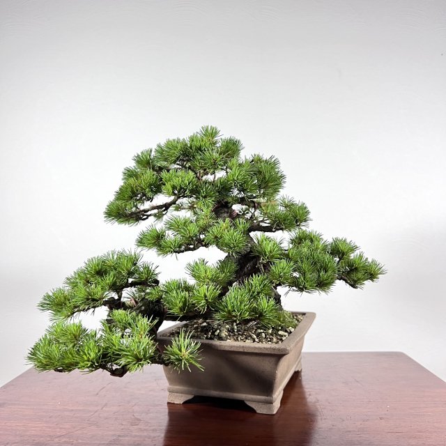 八房五葉松「光」 - 所沢園芸 BONSAI 盆栽の通信販売・オンラインストア