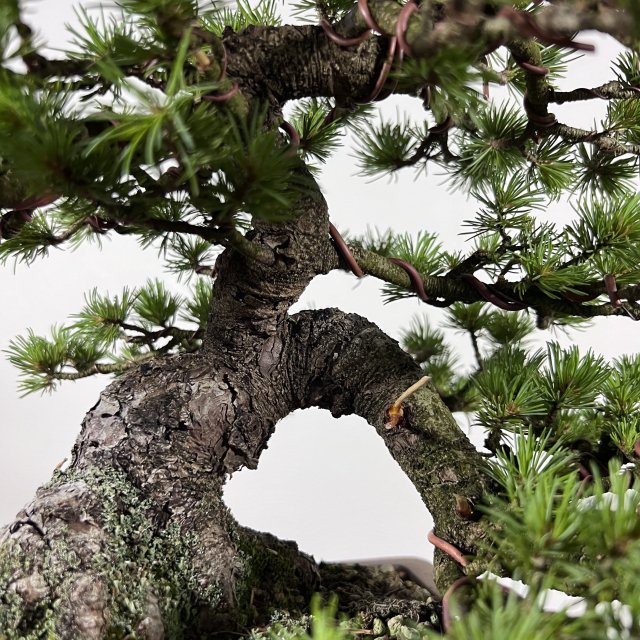 八房五葉松「光」 - 所沢園芸 BONSAI 盆栽の通信販売・オンラインストア