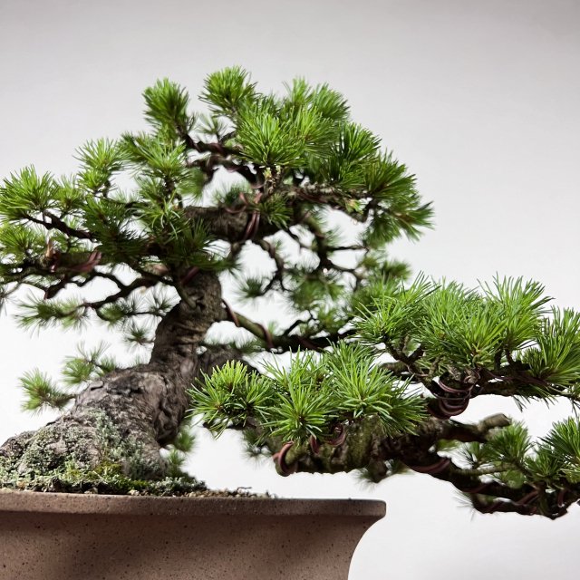 八房五葉松「光」 - 所沢園芸 BONSAI 盆栽の通信販売・オンラインストア