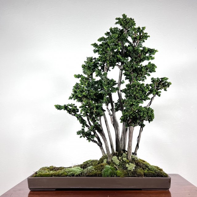 石化檜 寄せ植え - 所沢園芸 BONSAI 盆栽の通信販売・オンラインストア