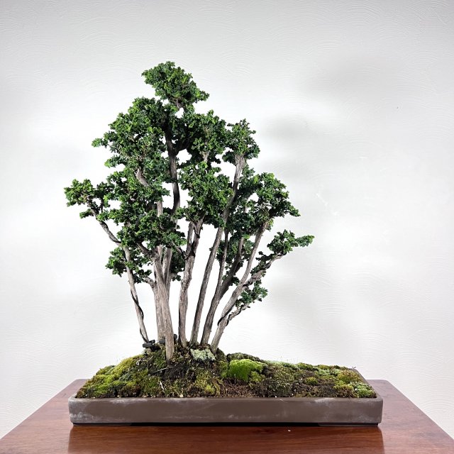 石化檜　寄せ植え - 所沢園芸 BONSAI 盆栽の通信販売・オンラインストア