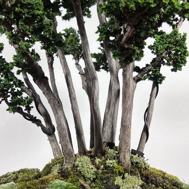 石化檜　寄せ植え - 所沢園芸 BONSAI 盆栽の通信販売・オンラインストア