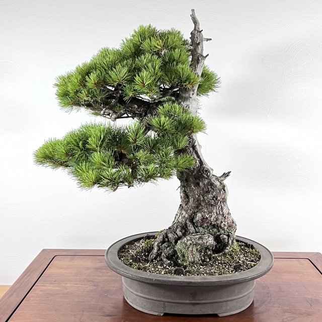 那須五葉松 中品 天シャリ - 所沢園芸 BONSAI 盆栽の通信販売・オンラインストア