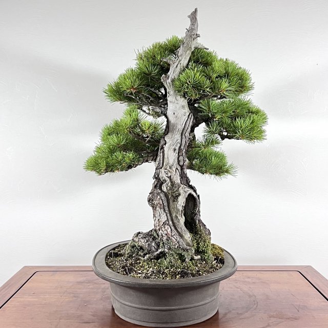 那須五葉松 中品 天シャリ - 所沢園芸 BONSAI 盆栽の通信販売・オンラインストア