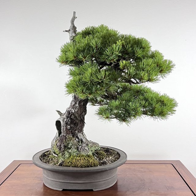 那須五葉松 中品 天シャリ - 所沢園芸 BONSAI 盆栽の通信販売・オンラインストア