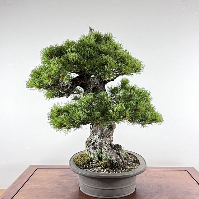 那須五葉松 中品 天シャリ - 所沢園芸 BONSAI 盆栽の通信販売・オンラインストア