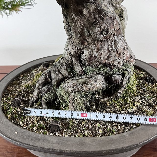 那須五葉松 中品 天シャリ - 所沢園芸 BONSAI 盆栽の通信販売・オンラインストア