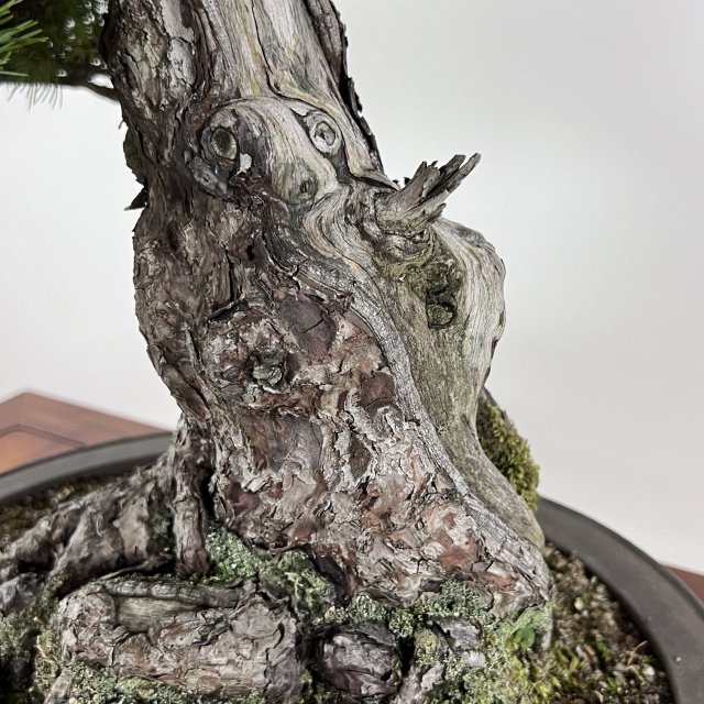 那須五葉松 中品 天シャリ - 所沢園芸 BONSAI 盆栽の通信販売・オンラインストア