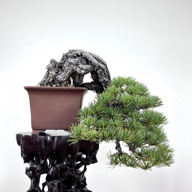 五葉松 小品懸崖 - 所沢園芸 BONSAI 盆栽の通信販売・オンラインストア