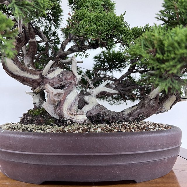 糸魚川真柏 株立 - 所沢園芸 BONSAI 盆栽の通信販売・オンラインストア