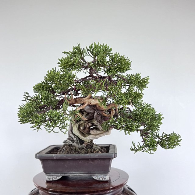 糸魚川真柏 小品 - 所沢園芸 BONSAI 盆栽の通信販売・オンラインストア