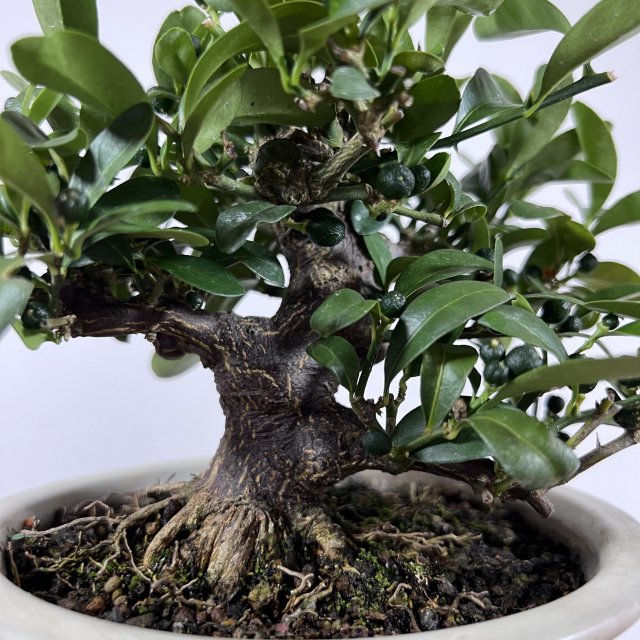 キンズ 小品 - 所沢園芸 BONSAI 盆栽の通信販売・オンラインストア