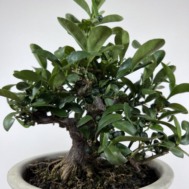 キンズ 小品 - 所沢園芸 BONSAI 盆栽の通信販売・オンラインストア