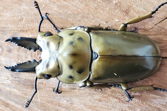 ババオウゴンオニクワガタ：♂53.0mm♀45.5mmペア - くわがた小屋