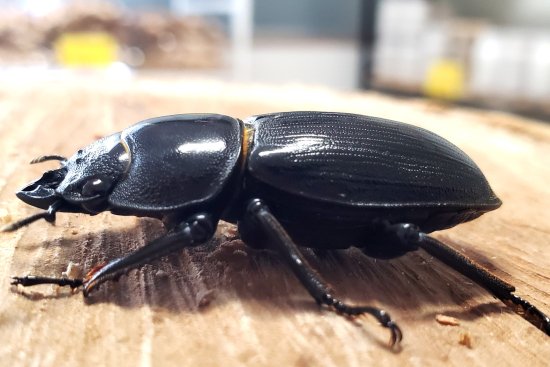 オオクワガタ阿古谷産：♂65.4mm♀42.7mmペア - くわがた小屋