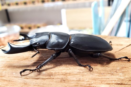 極太オオクワガタ阿古谷産：KG系顎幅:5.5mm ♂70.8mm♀48.4mmペア - くわがた小屋