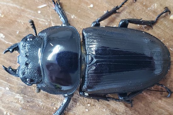 極太オオクワガタ阿古谷産： 顎幅5.1mm ♂66.0mm♀43.3mmペア - くわがた小屋