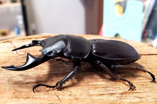 カブトボーグ グランディスオオクワガタ グランディスオオクワガタ 亜種moriyai インド産 WF6 飼育記