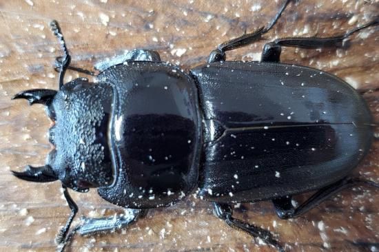 キングテイオウヒラタ：南カマリネス・ラゴノイ産 ♂96.0mm