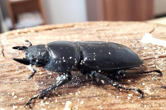 キングテイオウヒラタ：南カマリネス・ラゴノイ産 ♂96.0mm